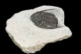 Bargain, Cornuproetus Trilobite Fossil - Morocco #119944-3